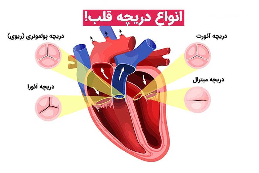 دریچه های قلب