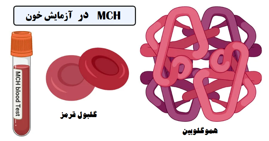 هموگلوبین در گلبول قرمز