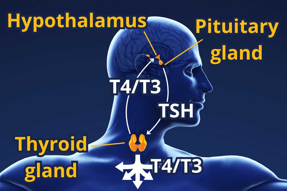 کنترل هورمون TSH در بدن