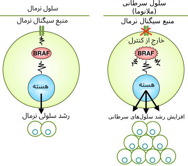 کاربرد آزمایش BRAF