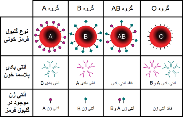 انواع گروه های خونی