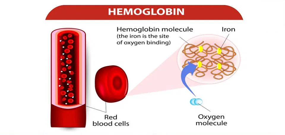 هموگلوبین در خون