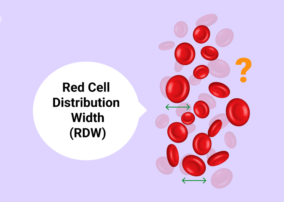 RDW در آزمایش خون چیست؟