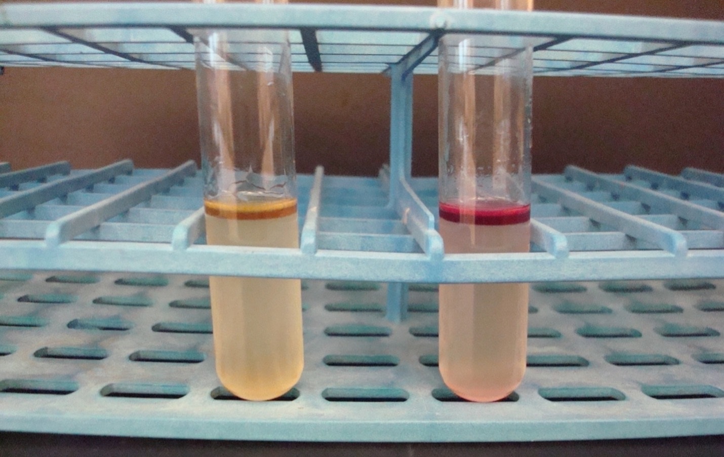 تست ایندول (Indole test)