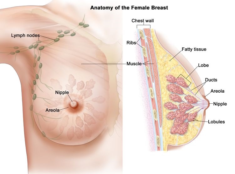 آناتومی سینه زنان