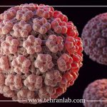 انتقال زگیل تناسلی