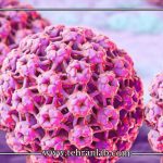 HPV در منزل
